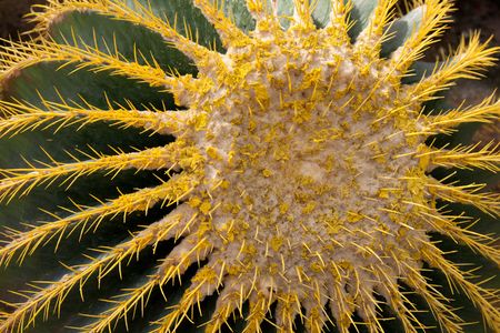 Thai cactus with yellow needle in park Nong Nuchの写真素材