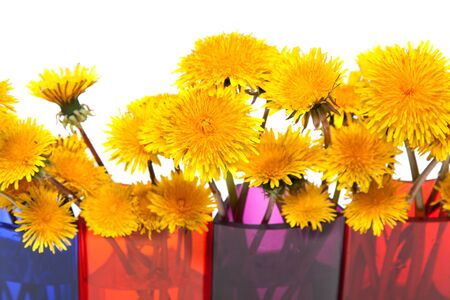 Yellow dandelions in glass colour vase on white backgroundの写真素材