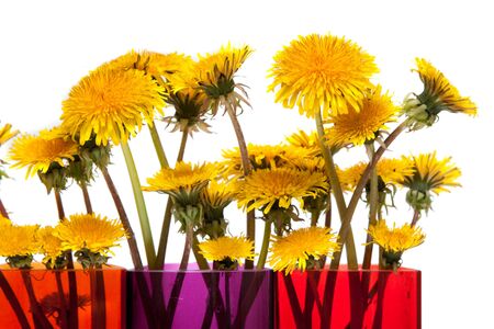 Yellow dandelions in glass colour vase on white backgroundの写真素材