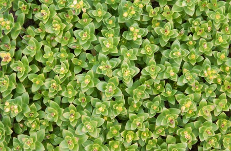 Background from green sheetの写真素材