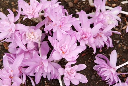 Flowerbed with violet colour crocus in the manner of backgroundの写真素材