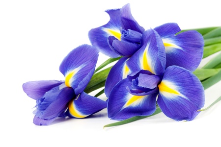 iris bouquet of fresh flowers isolated on white background