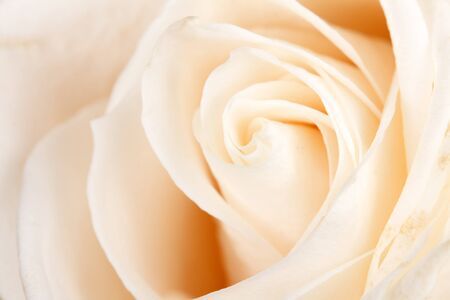 background of white roses close-upの写真素材