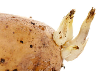 potato sprouts isolated on white backgroundの写真素材