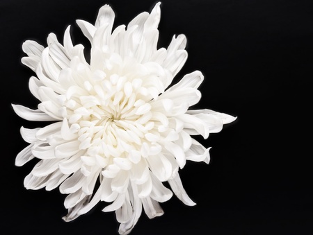 fresh white chrysanthemum on dark backgroundの写真素材