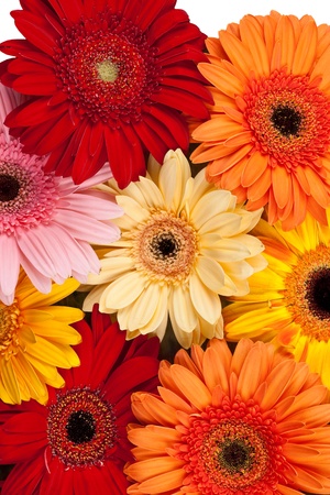 Fresh Gerbera backgroundの写真素材