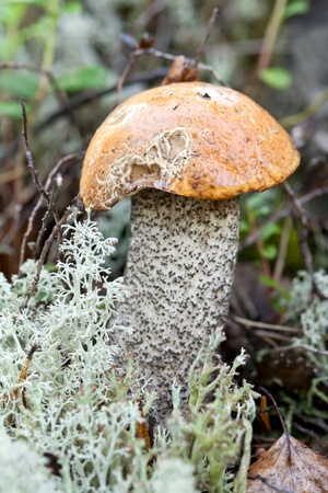 edible mushroom in the woods on a background of grass and mossの写真素材