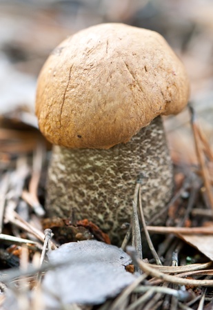 edible mushroom in the woods on a background of grass and mossの写真素材