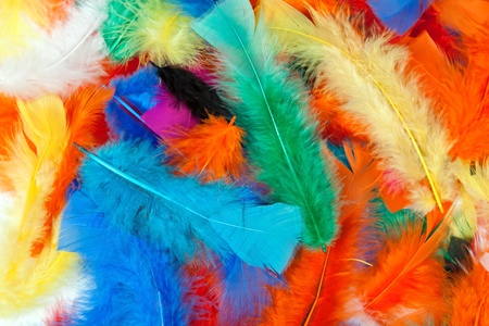 background of colored feathers of birdsの写真素材