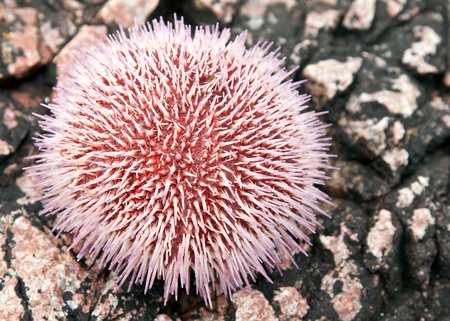 sea â€‹â€‹urchins on the rocks in the Barents Sea coast