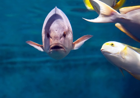 fish with teeth under the water with friendsの写真素材