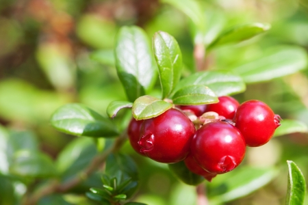 Bush of ripe forest cranberries close-up