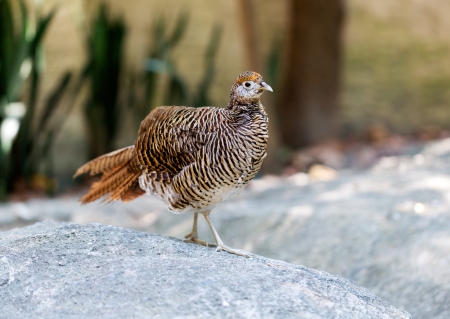 partridge (Arborophi la rufogularis) in Thai forestの写真素材