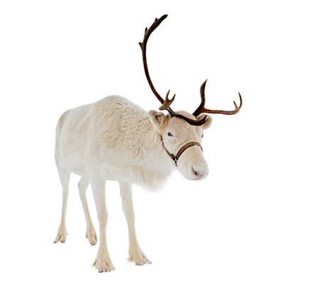 Reindeer looking at camera isolated on white background ready to be put on any Christmas card or designの写真素材