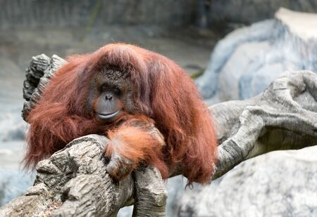 sad orangutan at the zooの写真素材