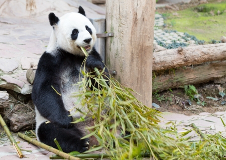 young panda eats bamboo at the Zooの写真素材