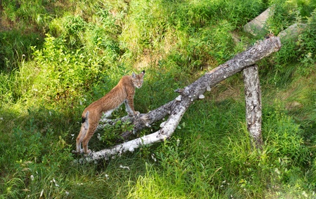 Portrait of Eurasian Lynx Standing in Grass on birch log in Afternoon Sunshineの写真素材