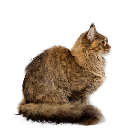 Cat breed Maine Coon. Portrait in profile. Isolate on white.の写真素材