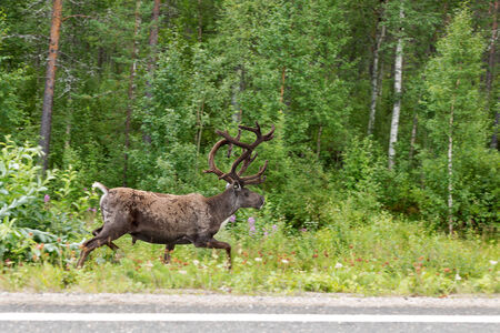 Reindeer running on the side of the road in the green forest. Finland. Lapland.の写真素材