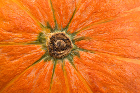 Fresh pumpkin close-up view from below.の写真素材