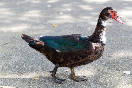 Duck is on the gray asphaltの写真素材