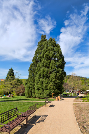 Road with benches and trees in the park with blue sky with cloudsの写真素材
