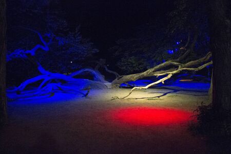 Night park with trees illuminated different lightの写真素材