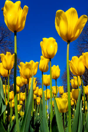 Yellow tulips against the blue skyの写真素材
