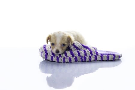 Little dog sleeping in a slipper on a white backgroundの写真素材