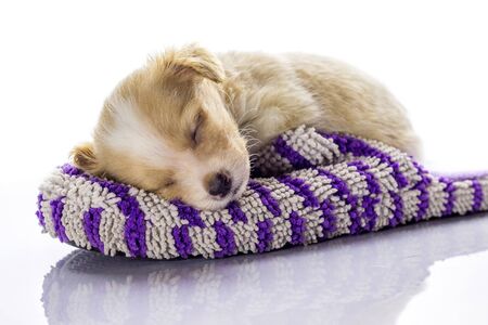 Little dog sleeping in a slipper on a white backgroundの写真素材