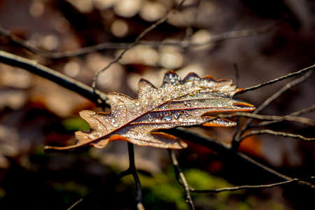 yellow leaves in the autumn forest shines a ray of sunの写真素材