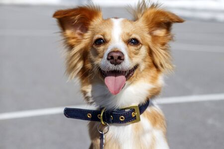 Red Dog smiles