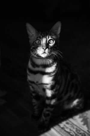 spotted cat on a dark background in the sunの写真素材