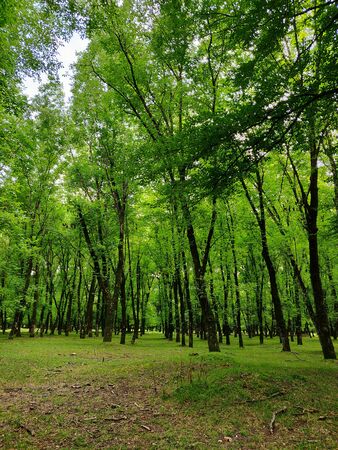 beautiful green forest in summerの写真素材