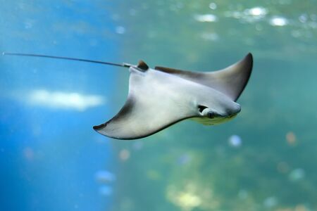 Stingray swimms under blue water. Closeup Stingray through aquarium window.の写真素材