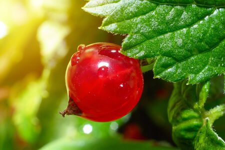 Red currant berry in the garden close-up with great sunlight flare effectの写真素材