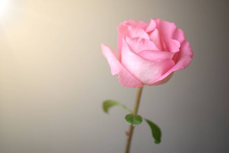 Close up of beautiful pink rose with sun flare in the summer morning timeの写真素材