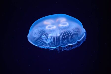 Jellyfish illuminated with blue light swimming in a dark aquarium. Medusa Aurelia Auritaの写真素材
