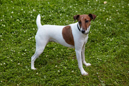Smooth Fox Terrier yearling dog standing in the green grass at summer day. Happy foxterrier ready to playの写真素材