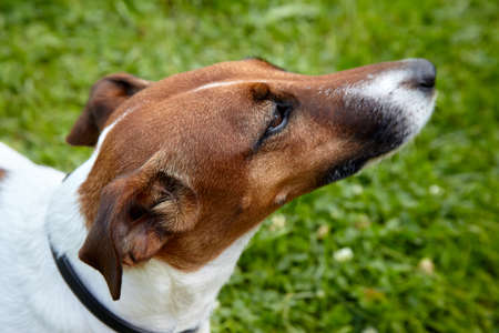Smooth Fox Terrier dog looking up. Head close-up with ears pressed, over the green grass background at summer day. Happy foxterrier ready to playの写真素材