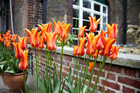 Closeup of red yellow tulips in the center of an old city. Red and yellow tulips with blurred city backgroundの写真素材