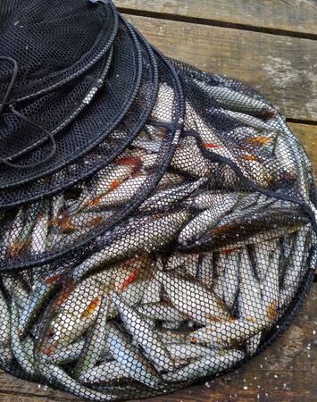caught fresh freshwater fish in a cage on a wooden background