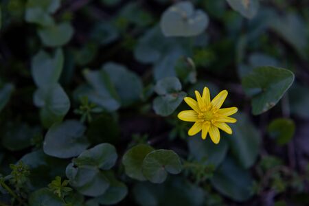The first spring yellow flowers with green leaves are Fig Buttercup from ficaria verna. Floral spring background.の写真素材