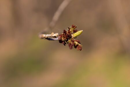 Green birds on the branches in spring. Nature blooms in the spring. Soft focus. Bokeh, backgrounds...