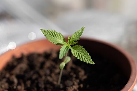A small sprout of cannabis planted in a pot absorbs the sun's rays
