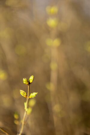 Green buds on branches in spring. Nature and blooms in spring. Bokeh light background.の写真素材