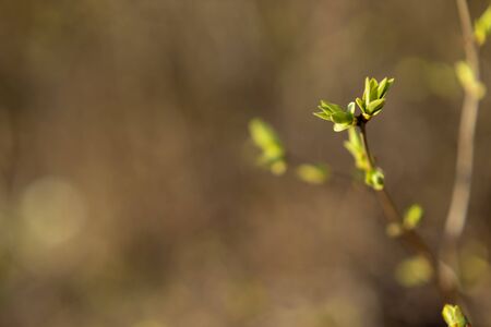 Green buds on branches in spring. Nature and blooms in spring. Bokeh light background. Soft focusの写真素材