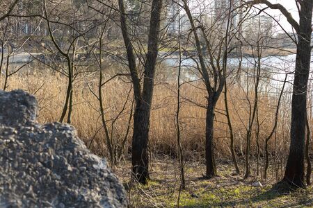 Trees near the river with dry reeds on a Sunny day.の写真素材
