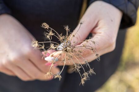 Dried flower close up in the hands of a girl.の写真素材