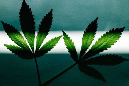 Two cannabis leaves under the sun on a white background. The view from the top.